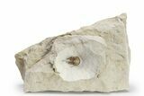 Scarce Cyphaspis Carrolli Trilobite - Oklahoma #226572-3
